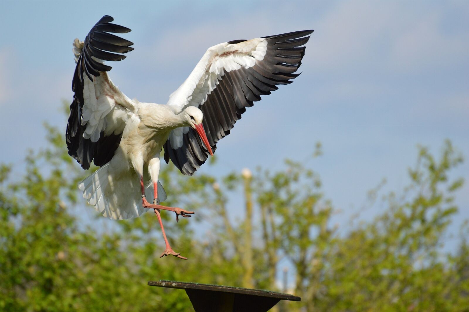 Nikon D3200 sample photo. Stork, flying, landing photography