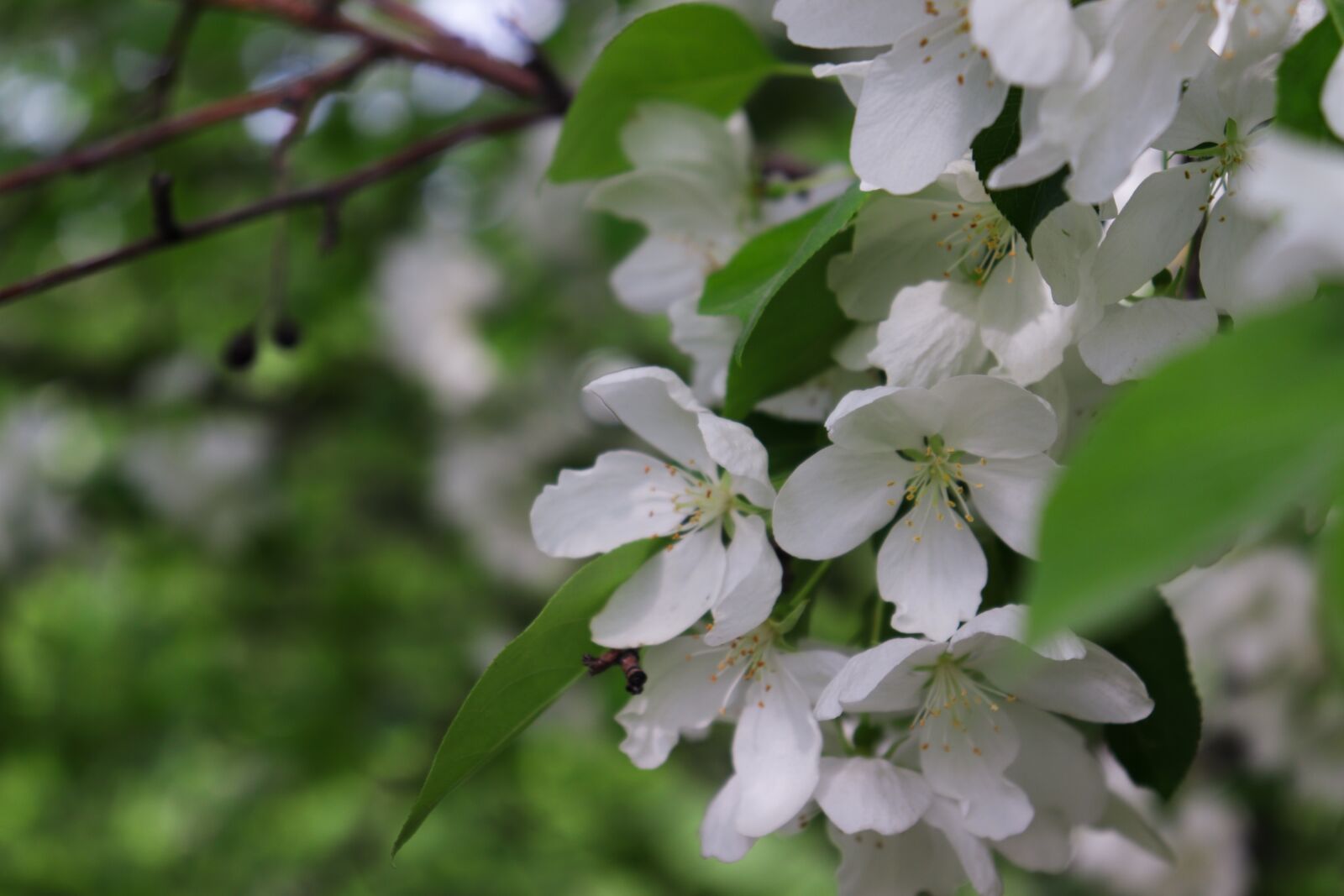 Canon EOS 200D (EOS Rebel SL2 / EOS Kiss X9) sample photo. Apple tree, flowers, spring photography