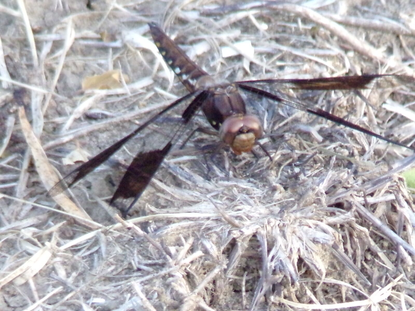 JK KODAK PIXPRO AZ421 sample photo. Dragonfly, nature, insect photography