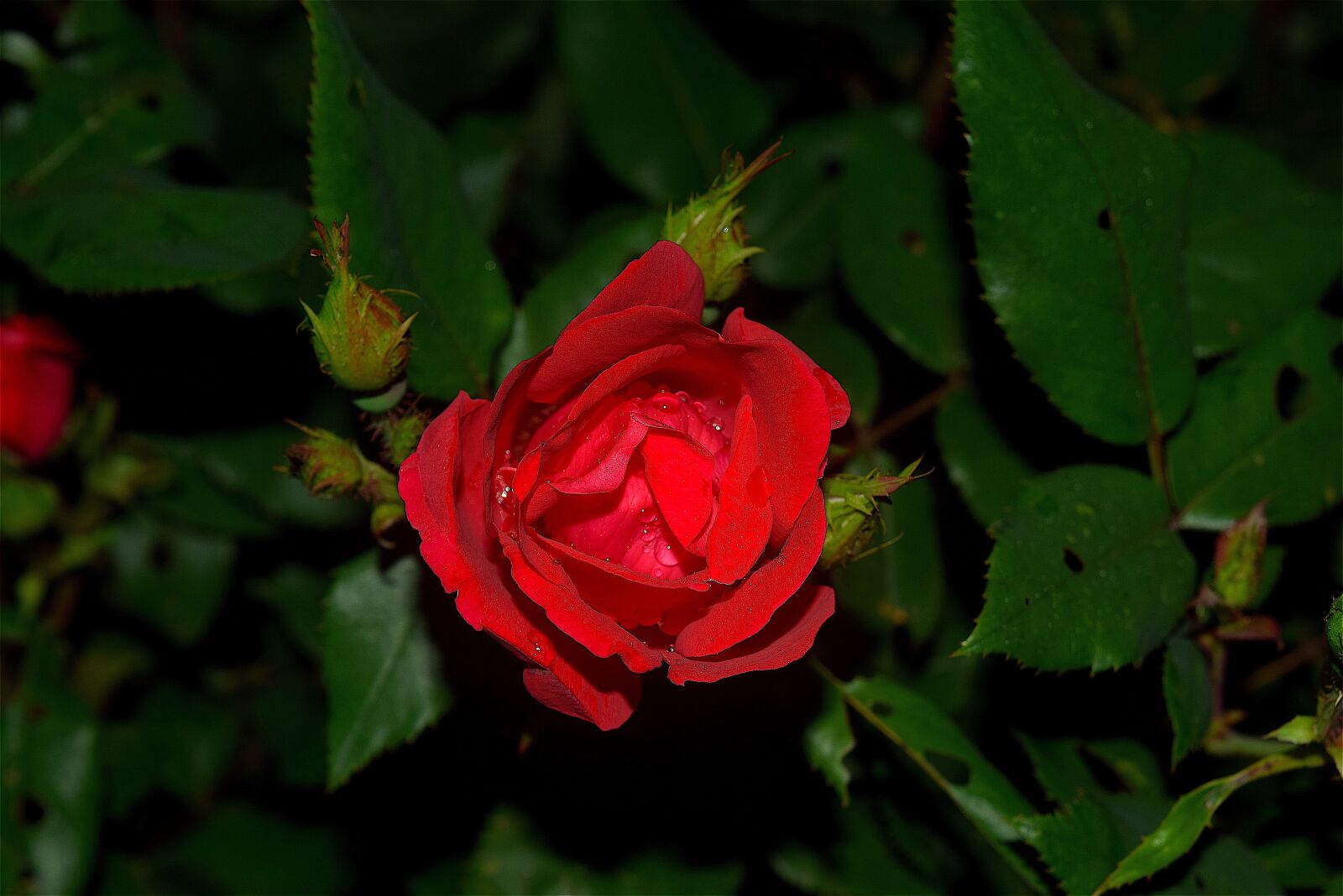 Nikon D3300 sample photo. Red rose, dew, rain photography