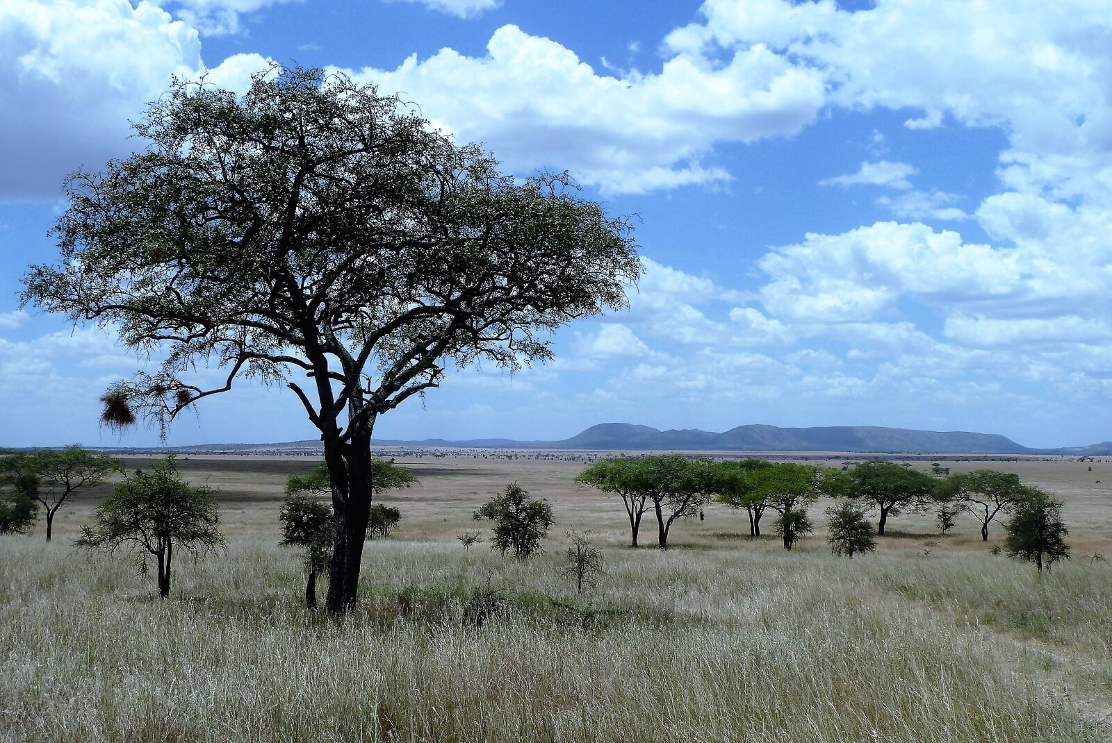 Panasonic Lumix DMC-ZS5 (Lumix DMC-TZ8) sample photo. Nature, africa, tanzania photography