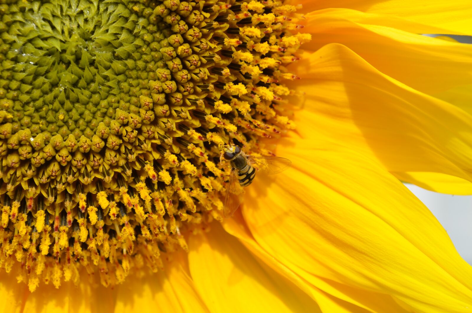 Nikon D5100 sample photo. Sunflower, pollen, insect photography