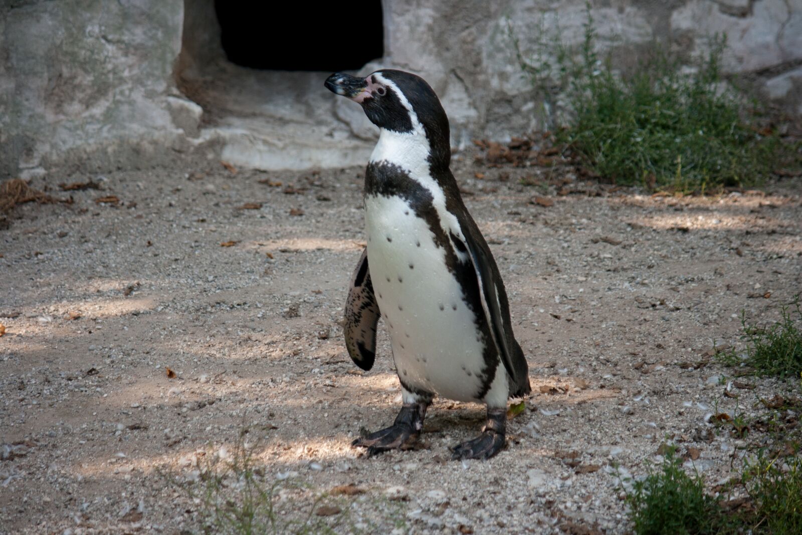 Canon EOS 400D (EOS Digital Rebel XTi / EOS Kiss Digital X) sample photo. Penguin, bird, animal photography
