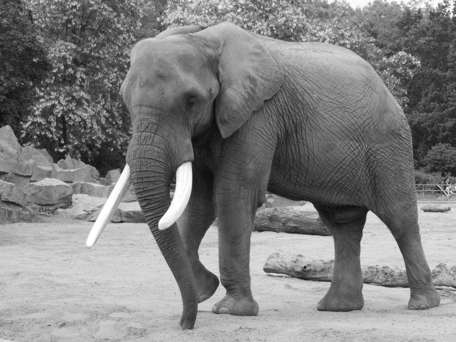 Panasonic DMC-G70 sample photo. Elephant, black and white photography