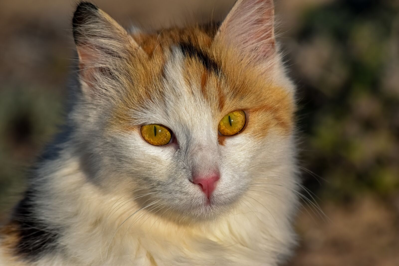 Nikon D3300 sample photo. Cat, stray, animal photography