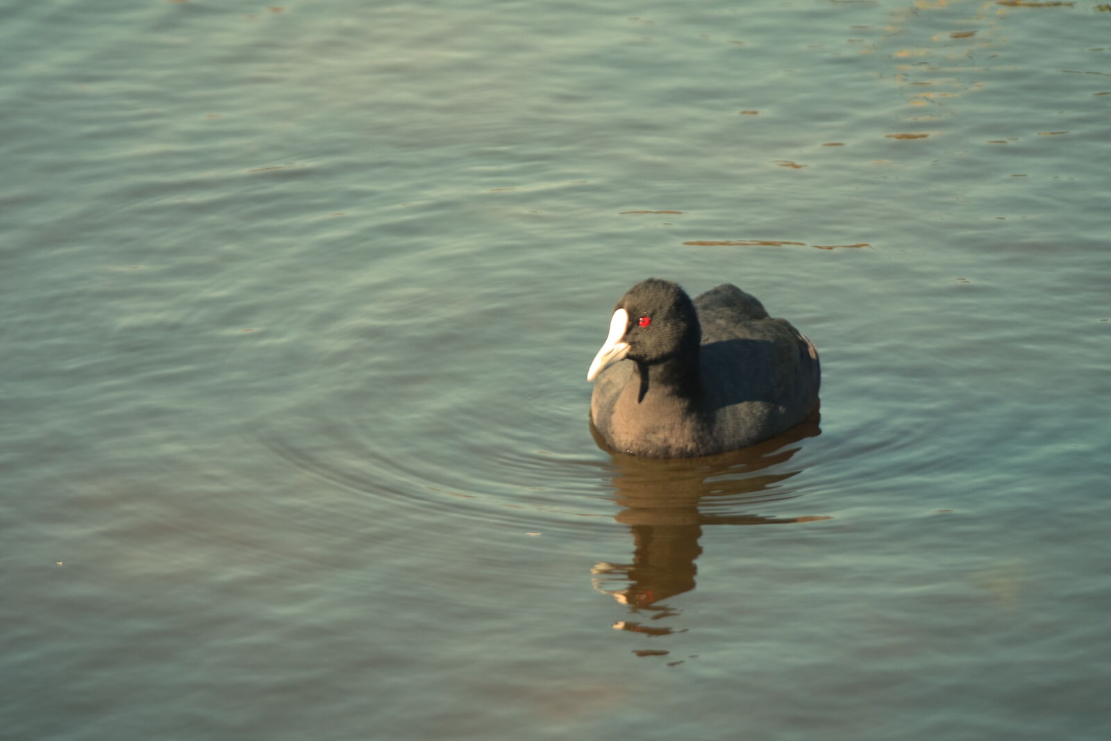 NX 50-200mm F4-5.6 sample photo. Duck, water photography