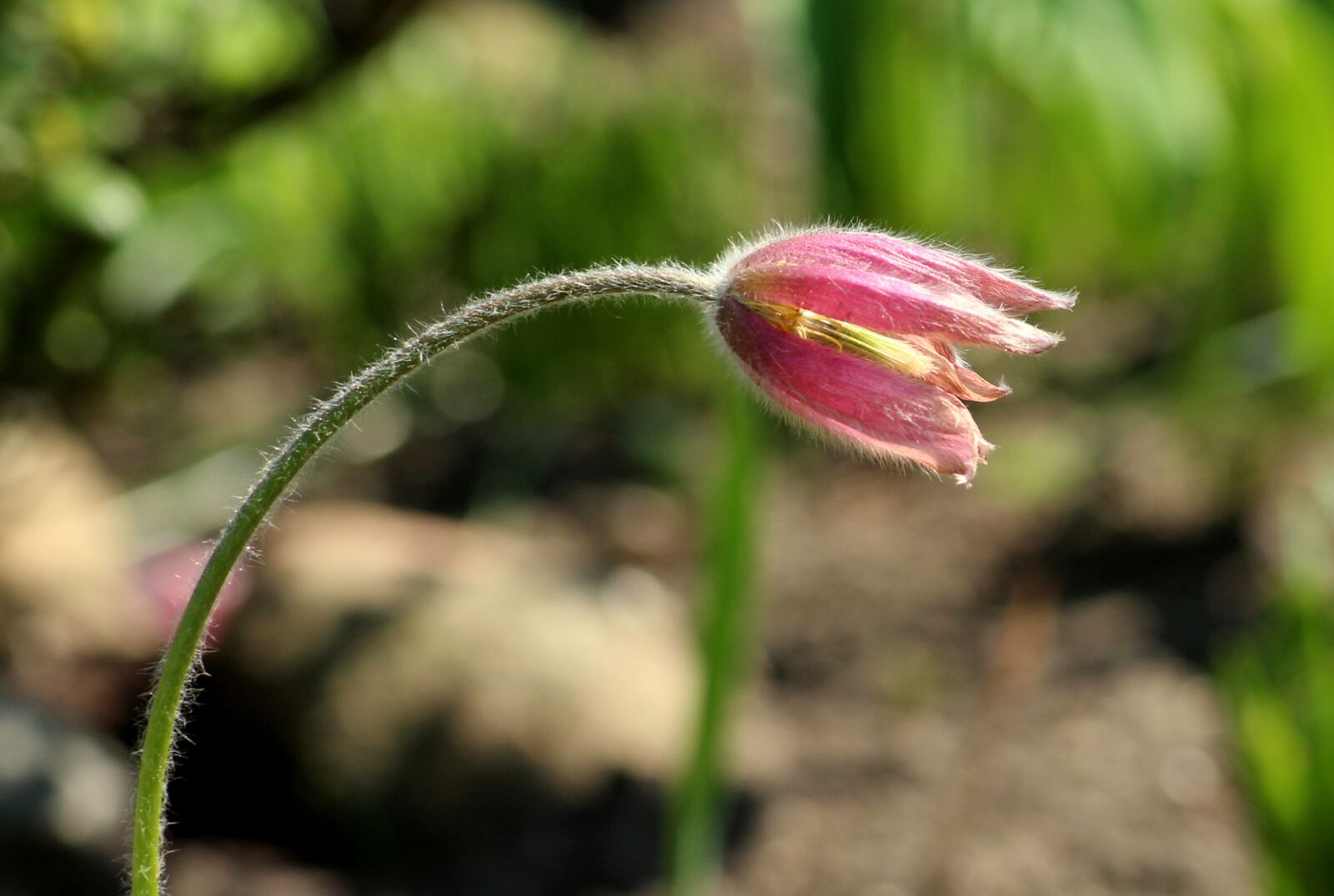 Canon EOS 1200D (EOS Rebel T5 / EOS Kiss X70 / EOS Hi) sample photo. Sasanka, spring flowers, figure photography