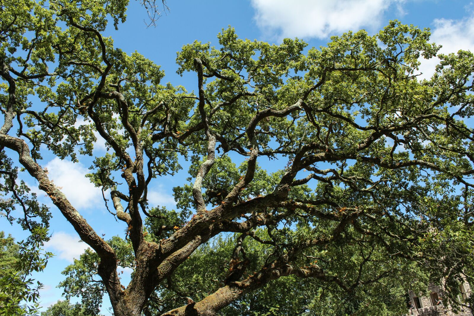 Canon EOS 600D (Rebel EOS T3i / EOS Kiss X5) sample photo. Tree, nature, trees photography