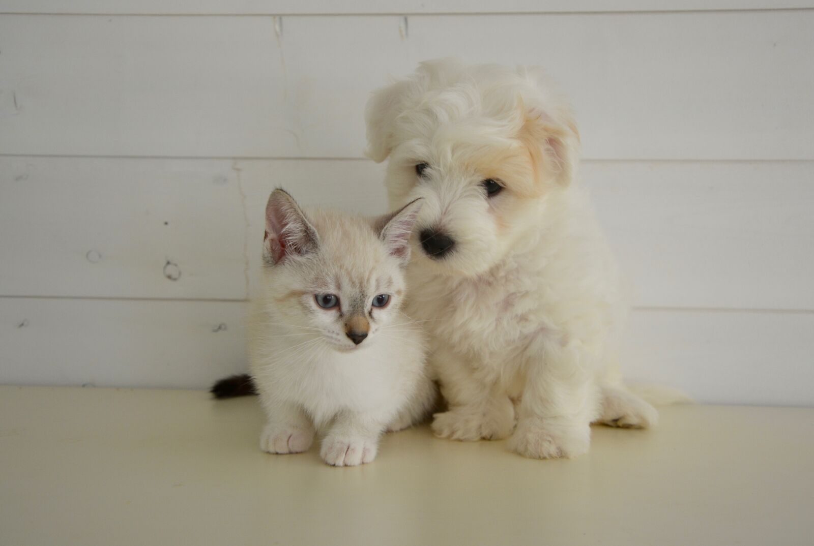 Nikon D5200 sample photo. Dog cat, kitten, domestic photography