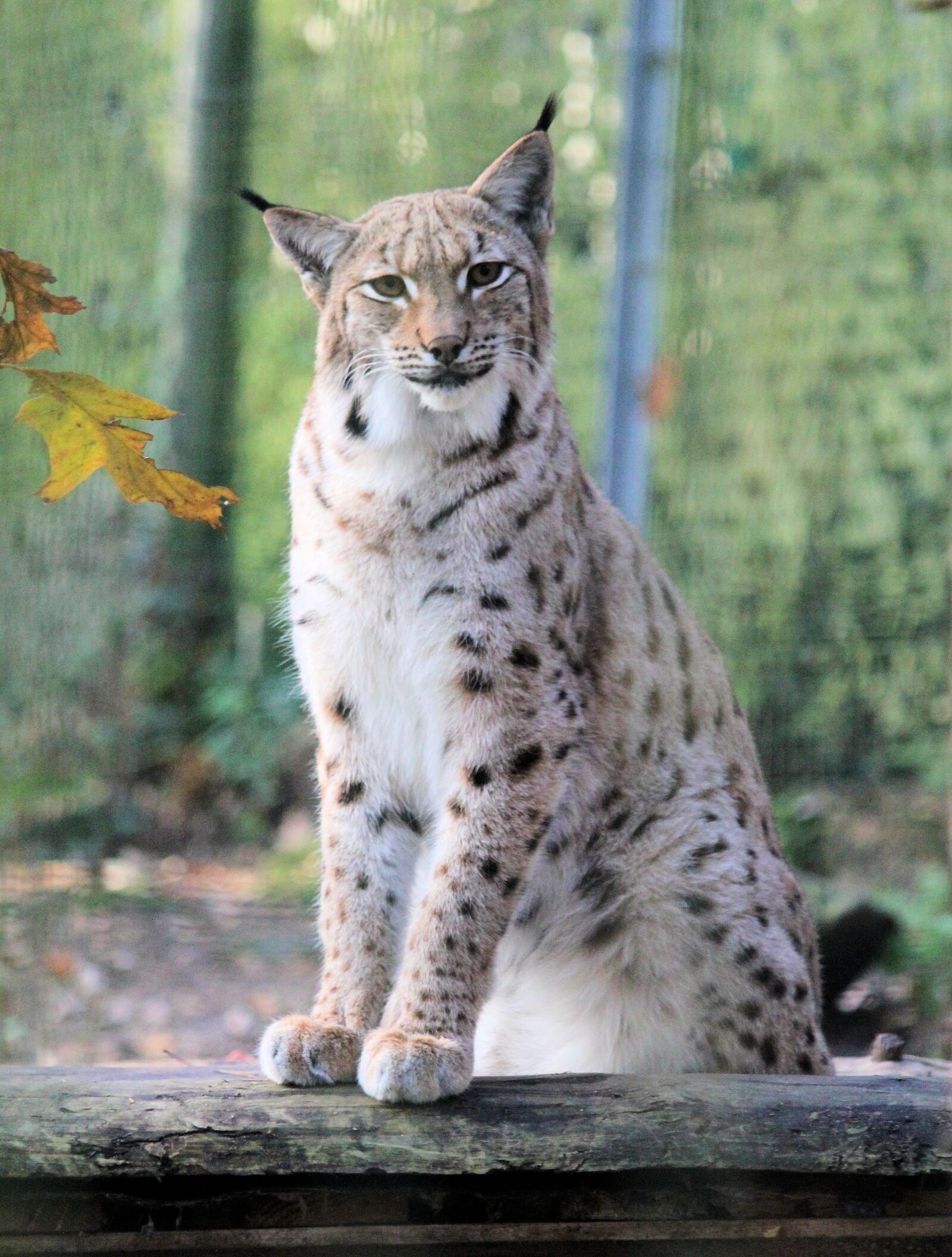 Canon EOS 550D (EOS Rebel T2i / EOS Kiss X4) sample photo. Feature, the eurasian lynx photography