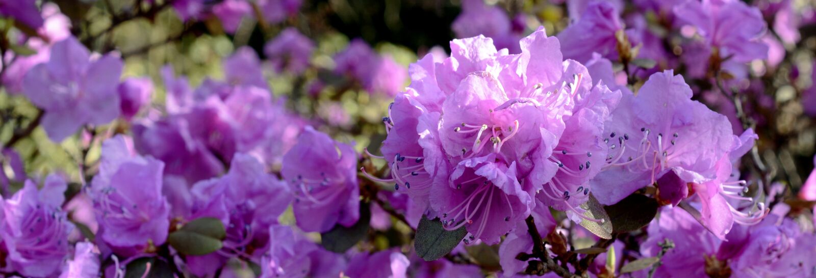 Nikon D7100 sample photo. Rhododendron, blossom, bloom photography
