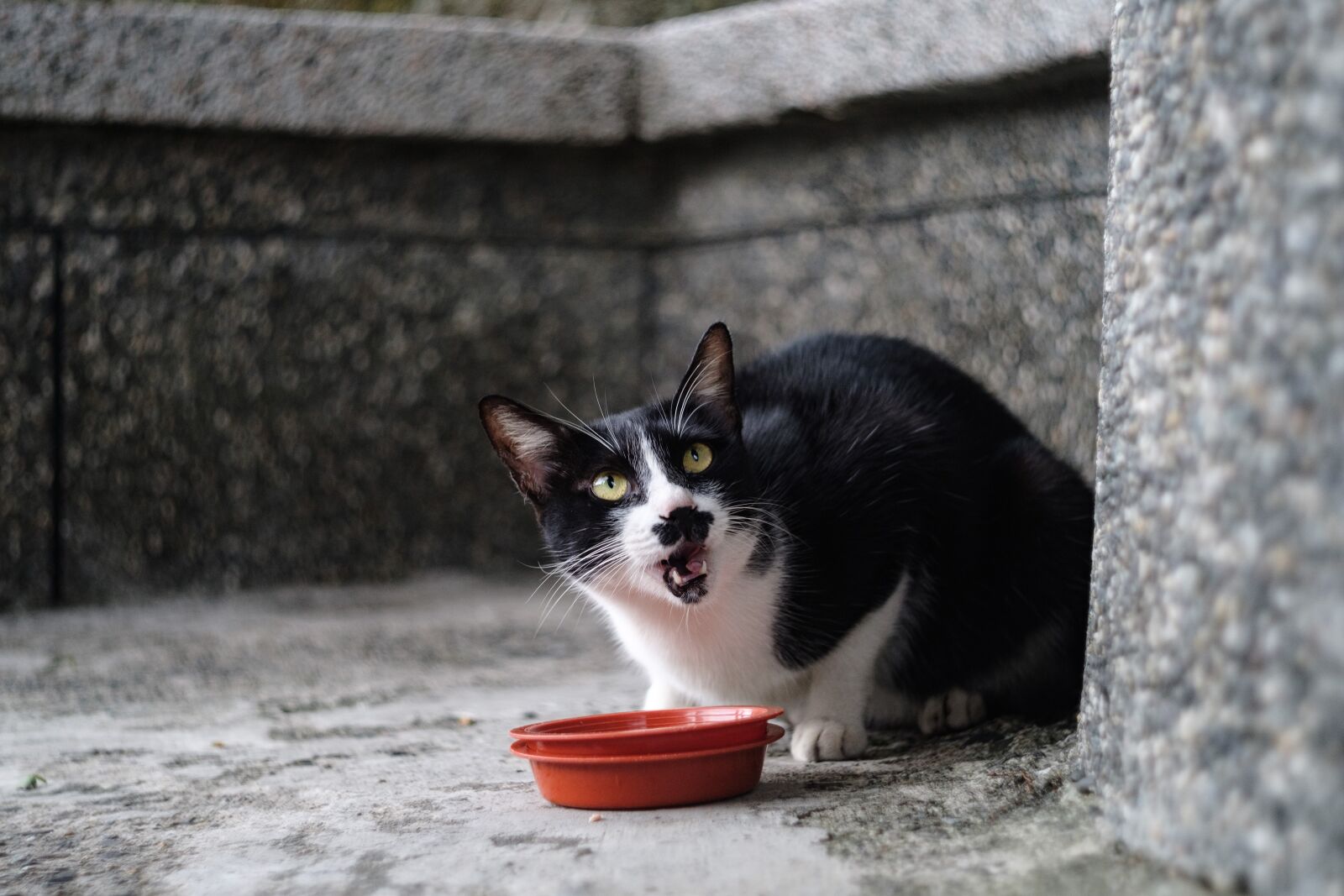 Fujifilm X-T2 sample photo. Xinbei, monkey cave, cat photography