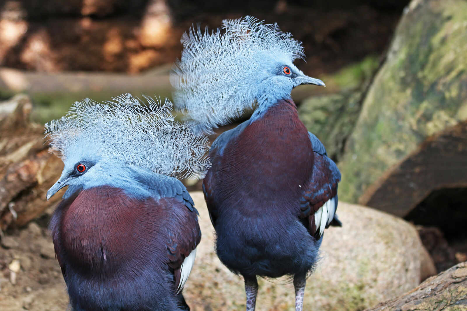Canon EOS 7D Mark II sample photo. Animals, away, birds, cross photography