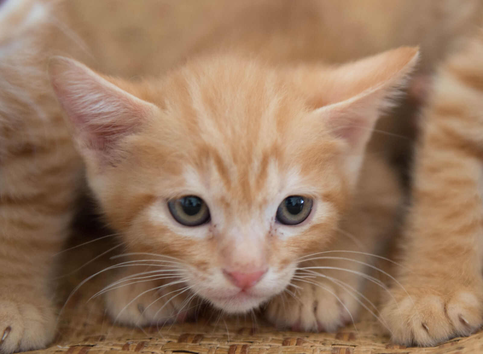 Nikon AF-S Nikkor 24-70mm F2.8G ED sample photo. Cat photography