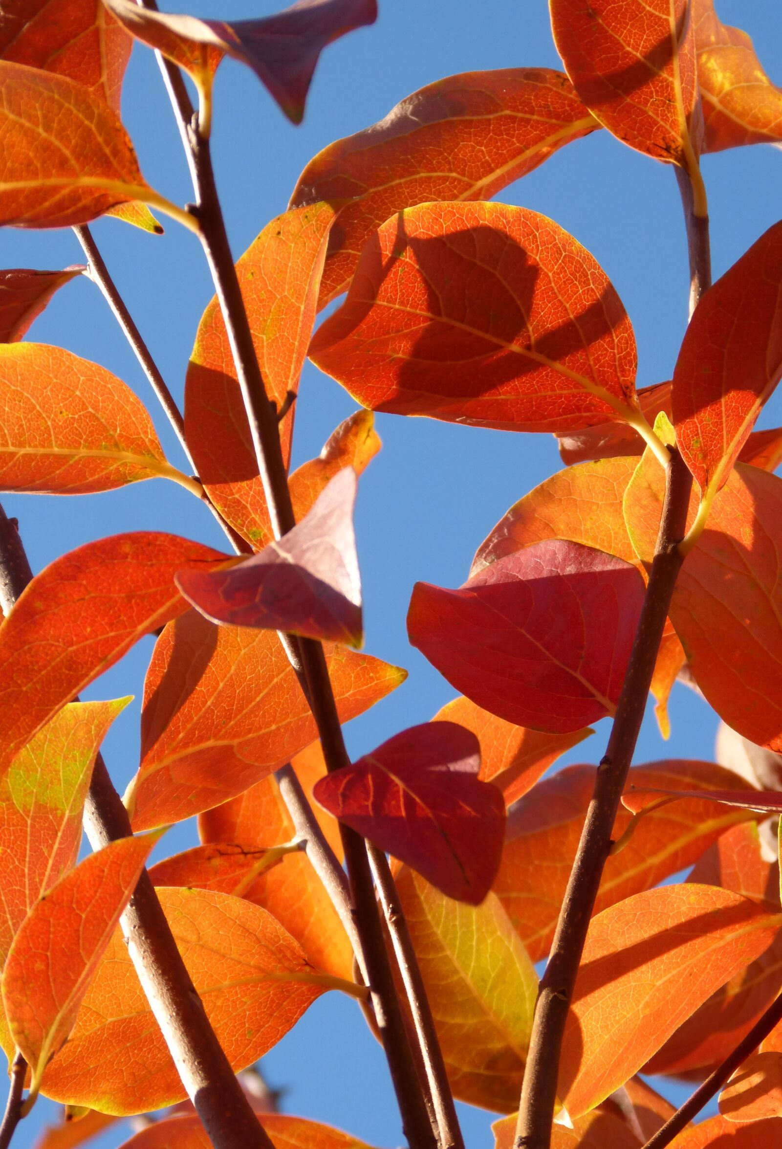 Panasonic DMC-FZ62 sample photo. Red leaves, falling leaves photography