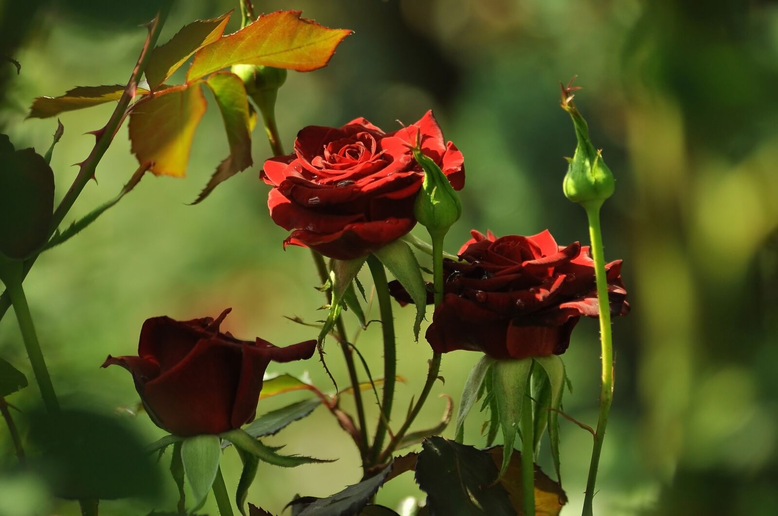Nikon D90 sample photo. Three roses, red, the photography