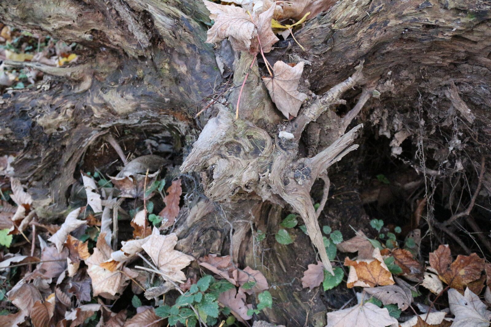 Canon EOS 650D (EOS Rebel T4i / EOS Kiss X6i) sample photo. Tree stump, wood, forest photography