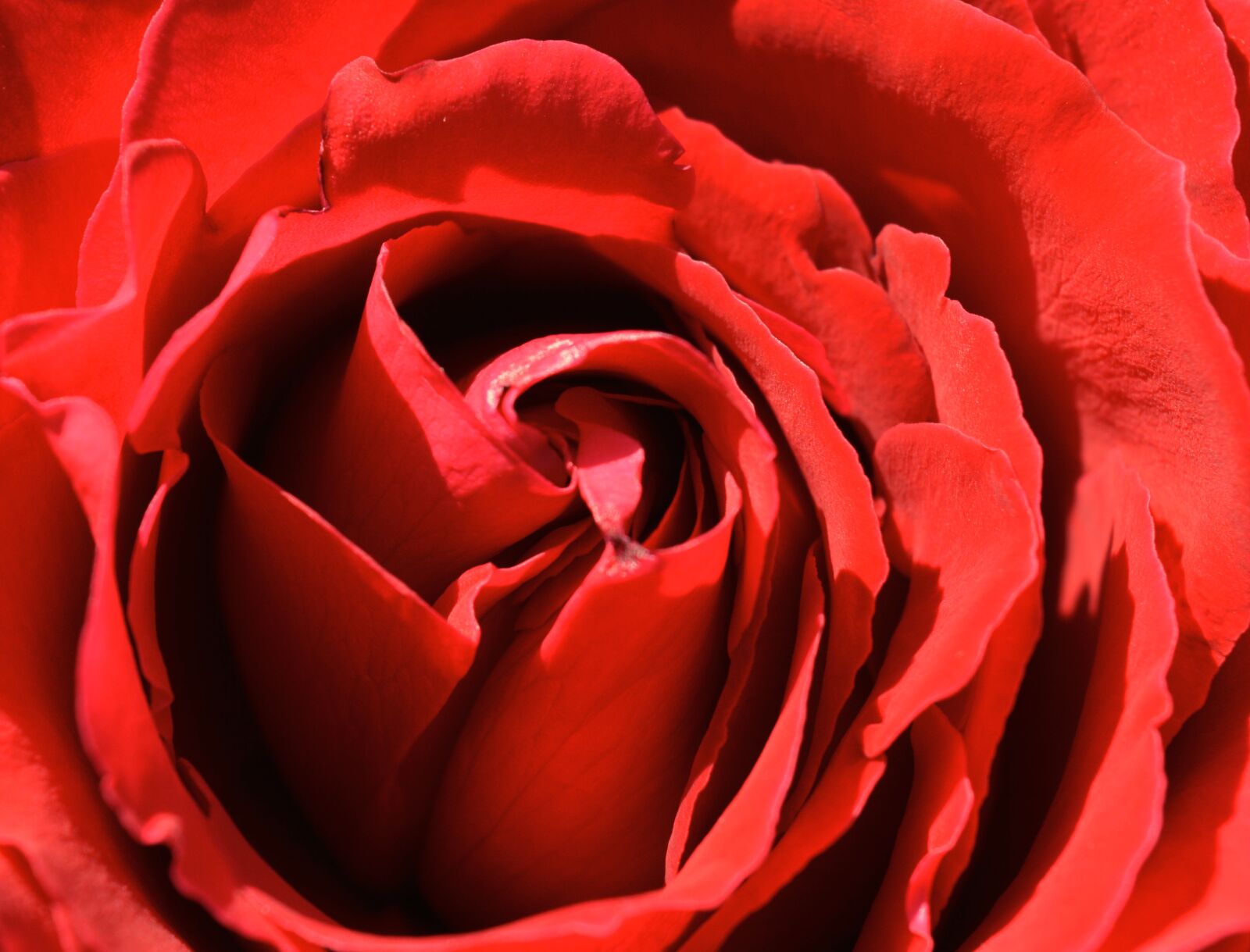 Nikon D3200 sample photo. Rose, red rose, flower photography