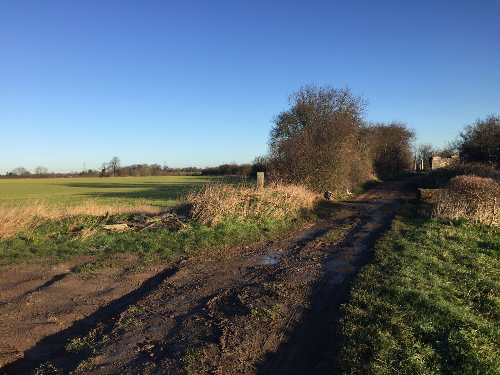 Apple iPhone 6 sample photo. Country lane, rural, trees photography