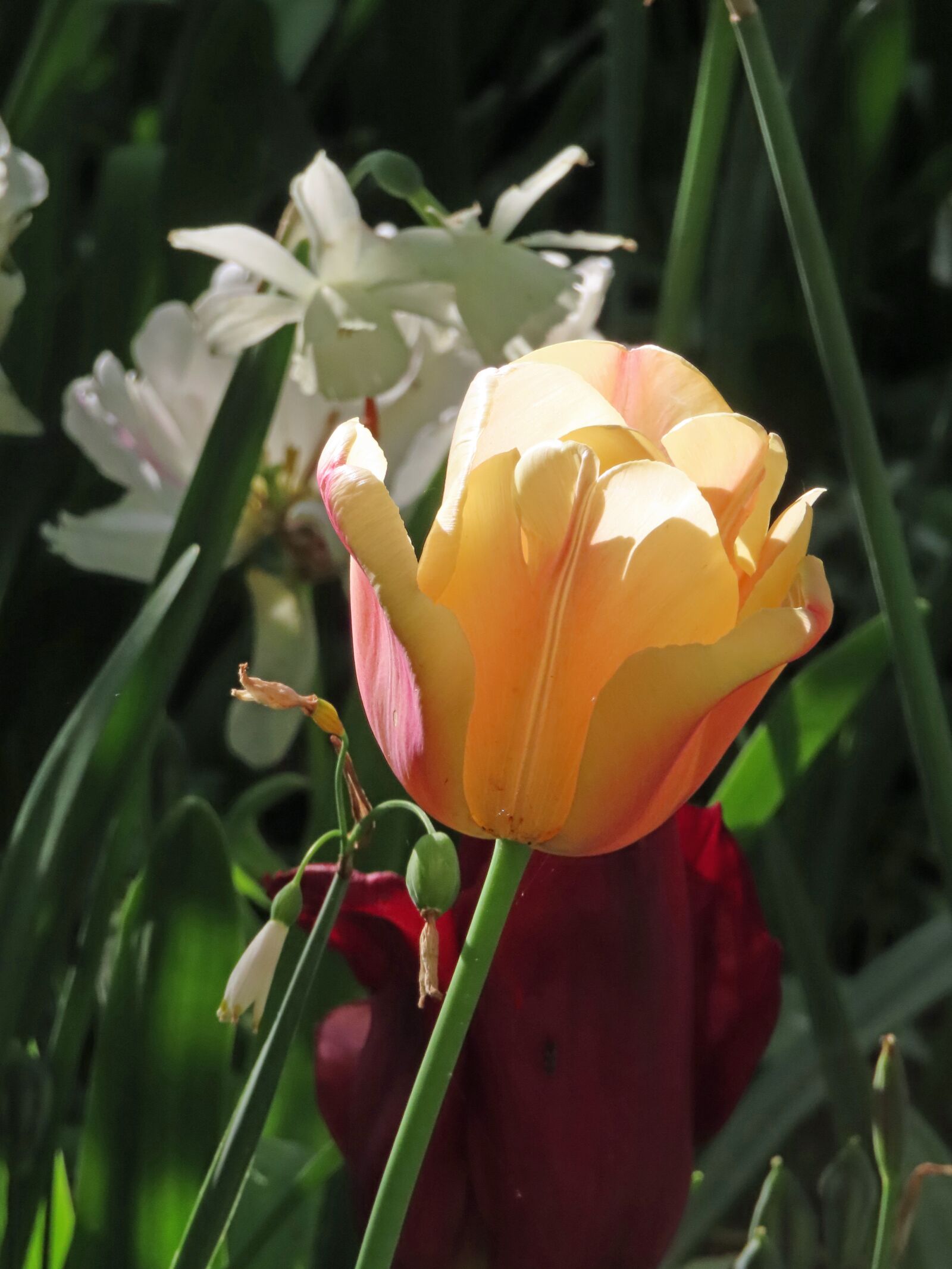 Canon PowerShot SX740 HS sample photo. Tulip, keukenhof, holland photography