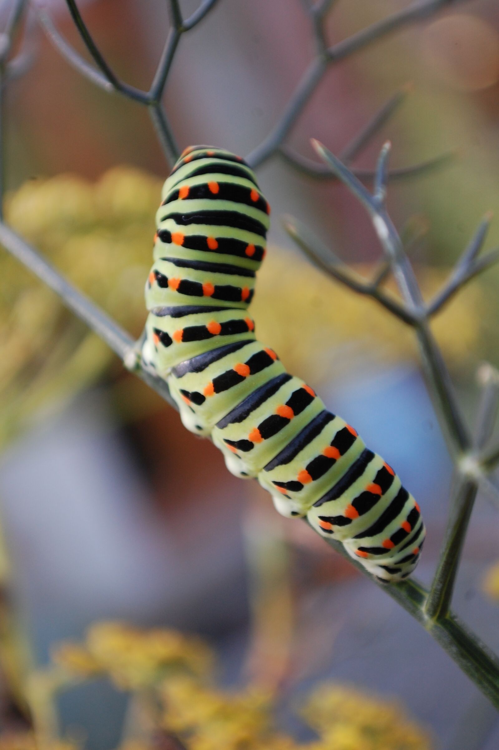 Nikon D40 sample photo. Caterpillar, interesting, outdoors photography