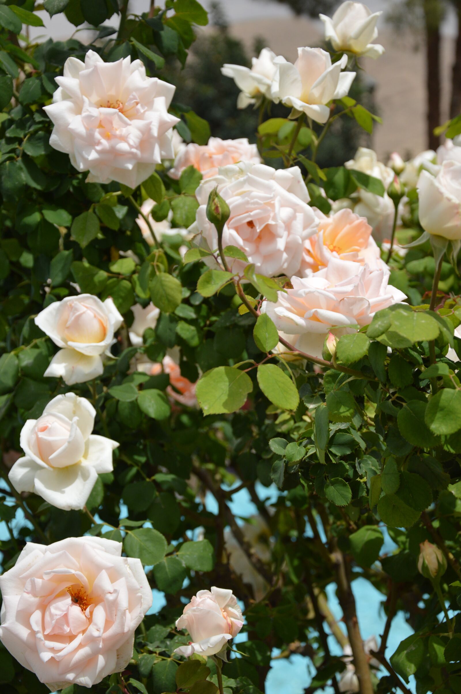 Nikon D3200 sample photo. Flower, rose, plant photography