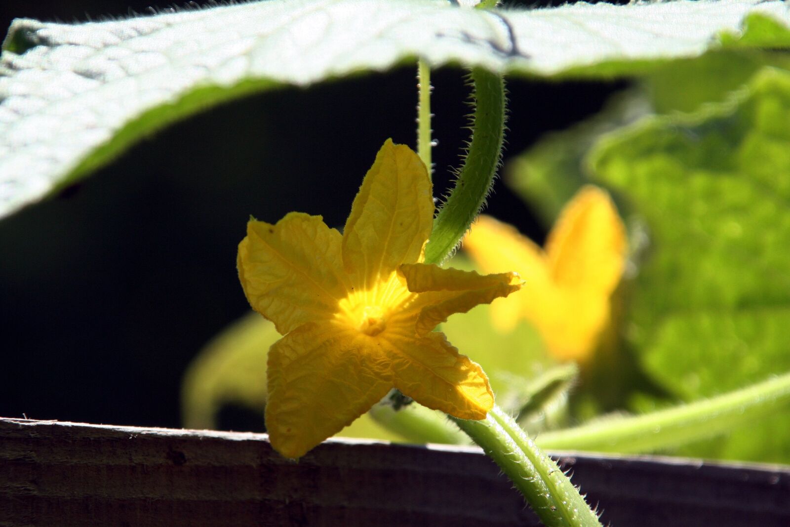 Canon EOS 350D (EOS Digital Rebel XT / EOS Kiss Digital N) sample photo. Flower, zucchini, garden photography
