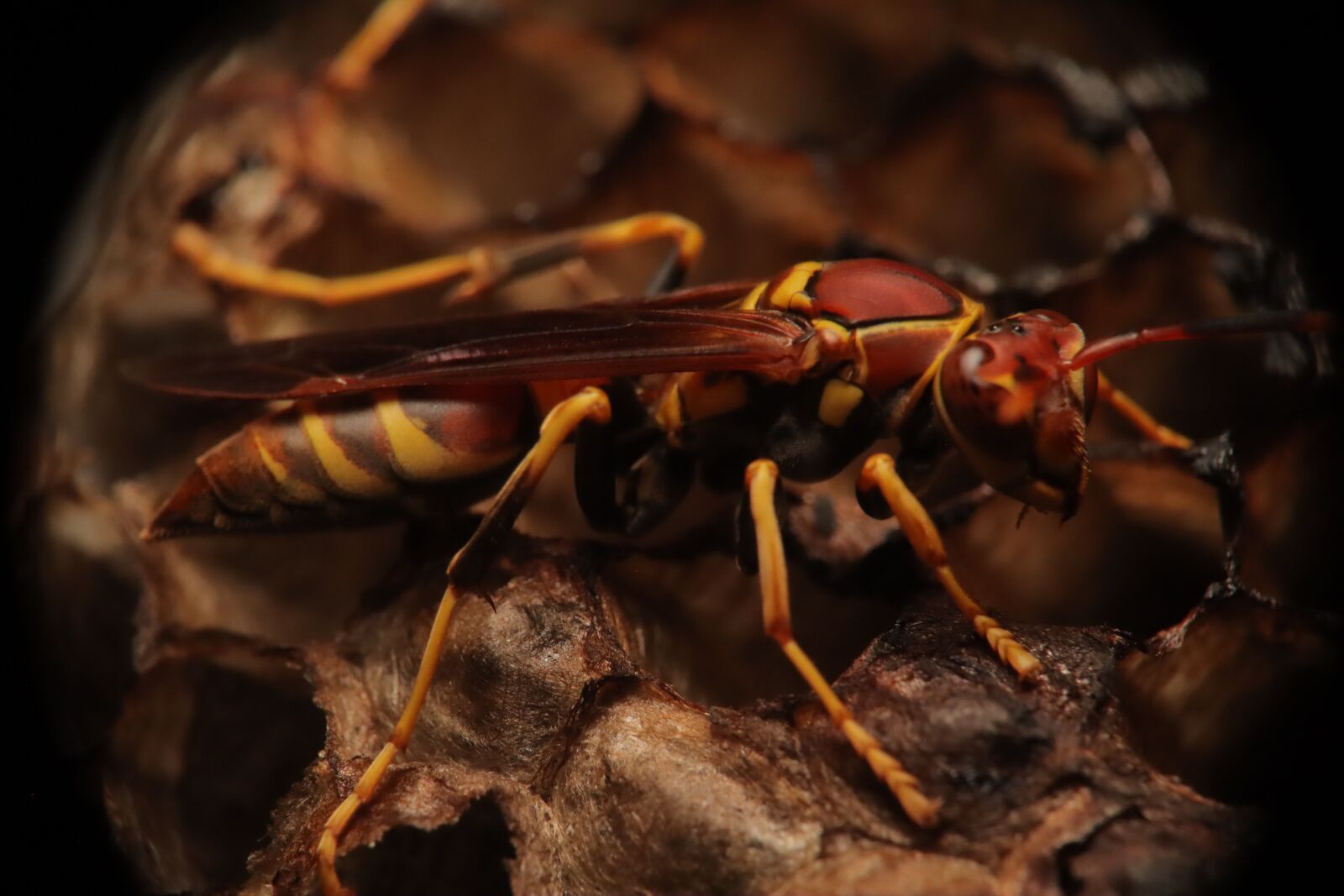 Canon EOS M50 (EOS Kiss M) sample photo. Insects, wasp, paper photography