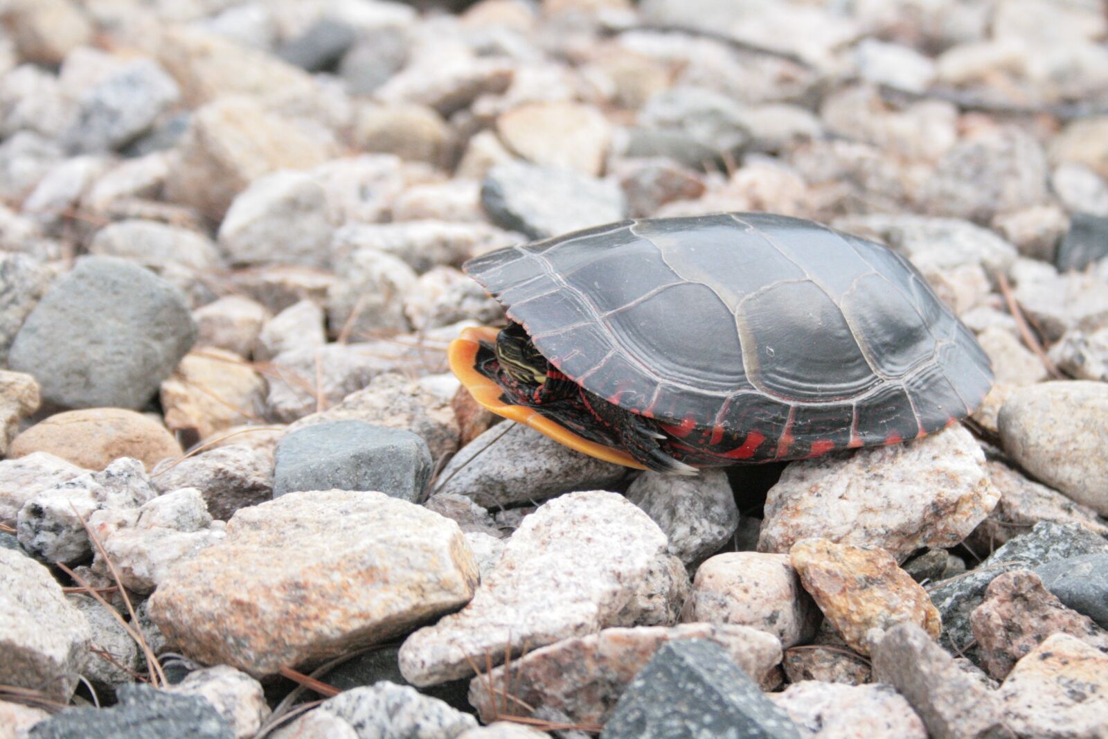Canon EOS 400D (EOS Digital Rebel XTi / EOS Kiss Digital X) sample photo. Turtle, reptile, amphibian photography