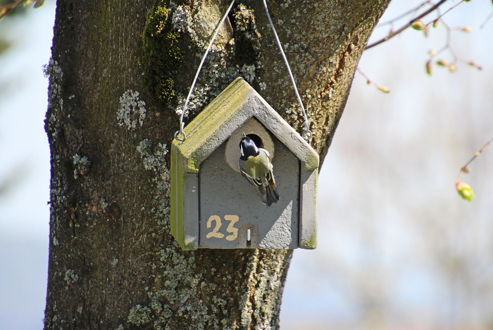 Canon EOS 700D (EOS Rebel T5i / EOS Kiss X7i) sample photo. Tit, bird, aviary photography