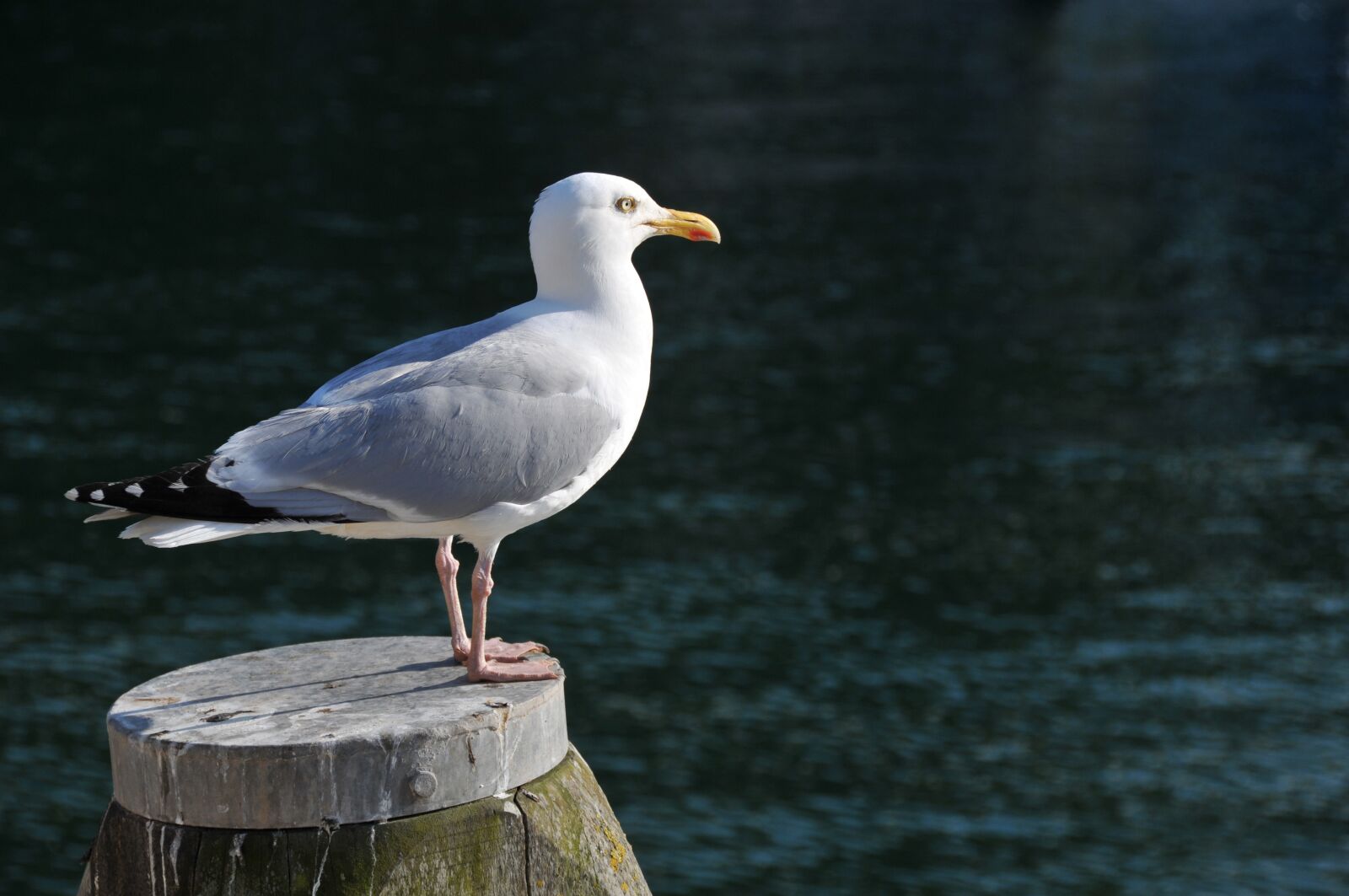 Nikon D300 sample photo. Seagull, bird, wing photography