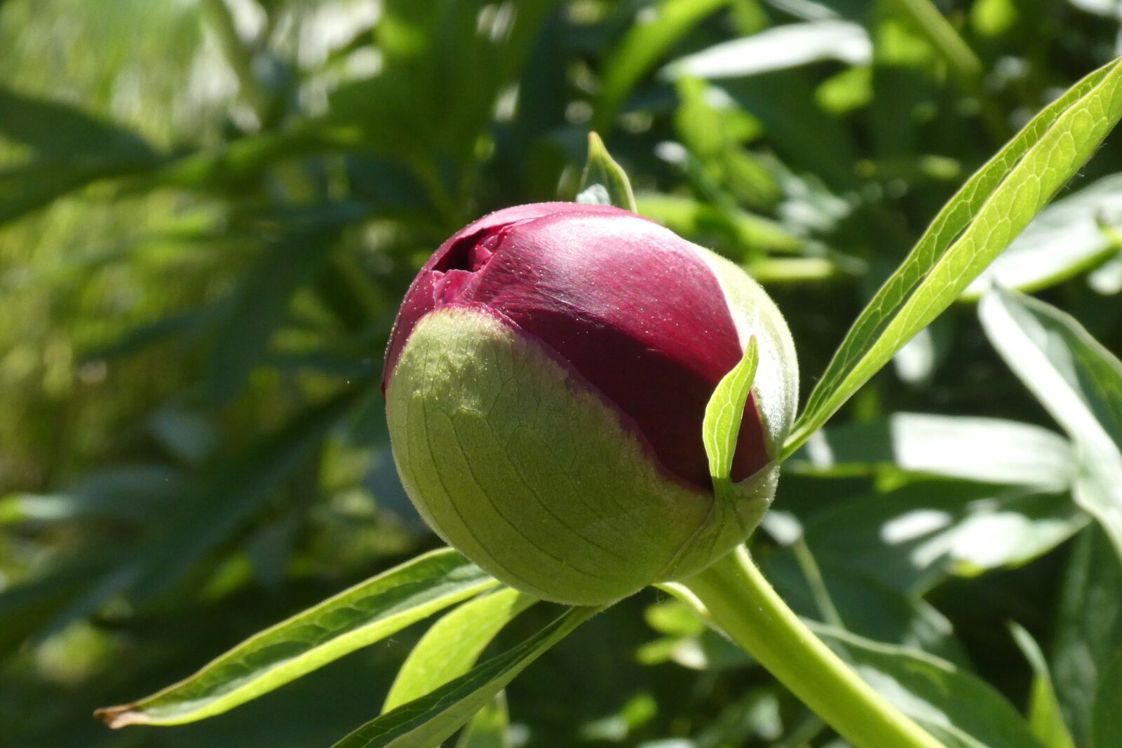 Panasonic DC-TZ91 sample photo. Flower, peony, spring photography