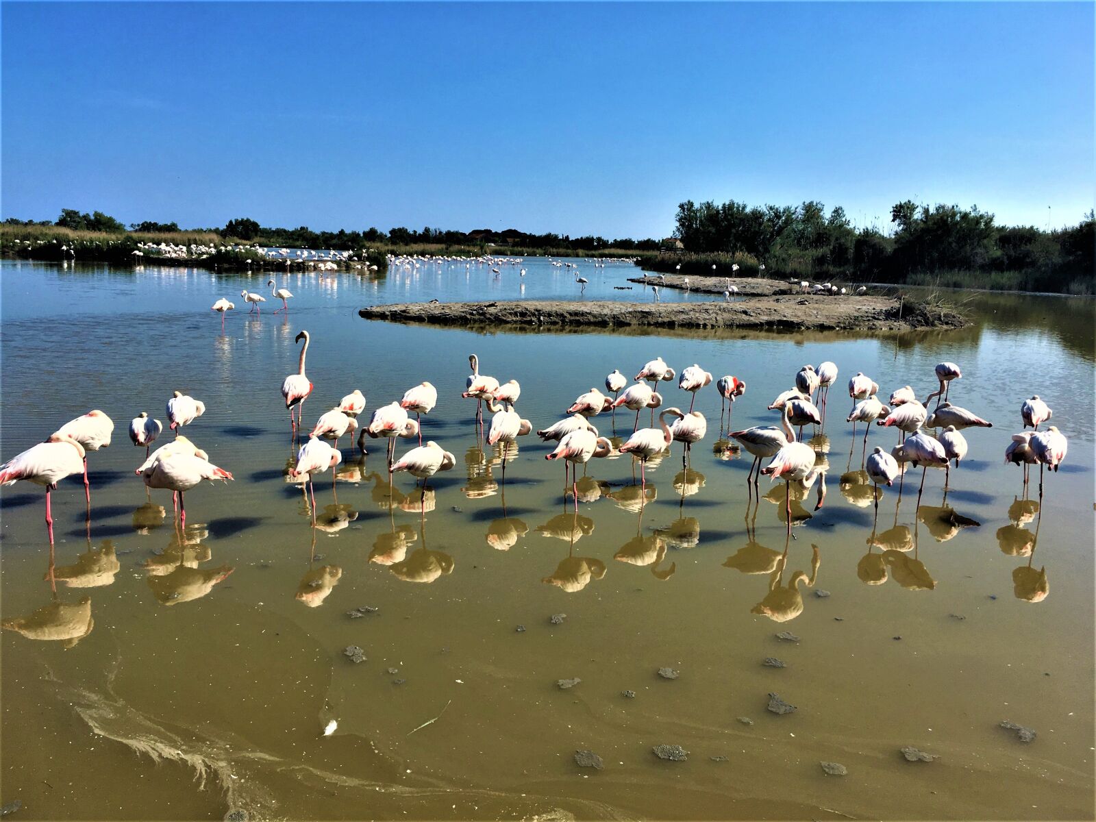 iPhone SE back camera 4.15mm f/2.2 sample photo. Montpellier, france, ornithology park photography