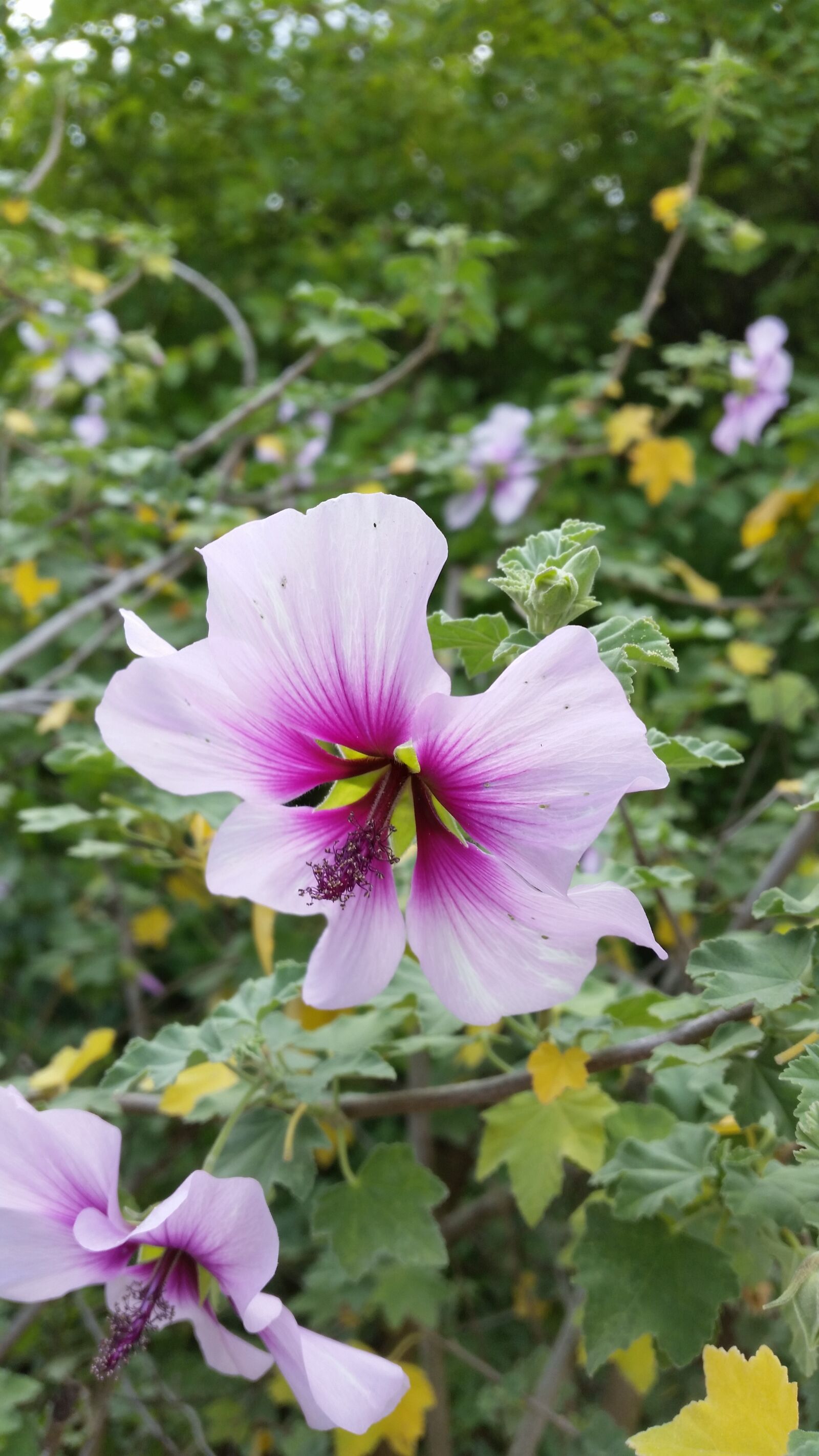 Samsung Galaxy S5 sample photo. Flowers, pink, garden photography