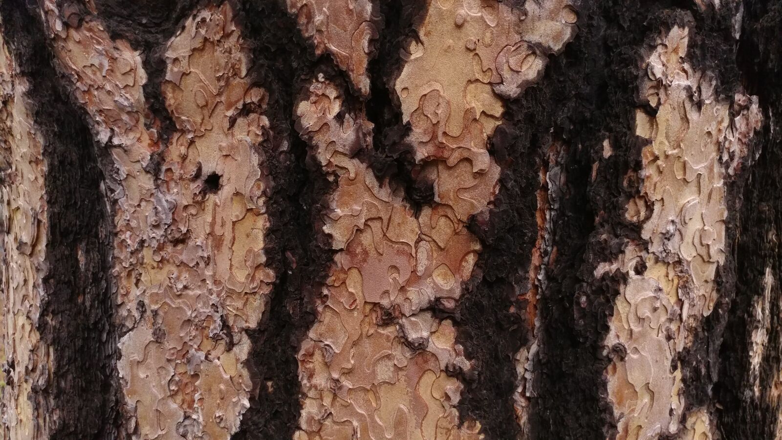 LG V20 sample photo. Tree, bark, nature photography