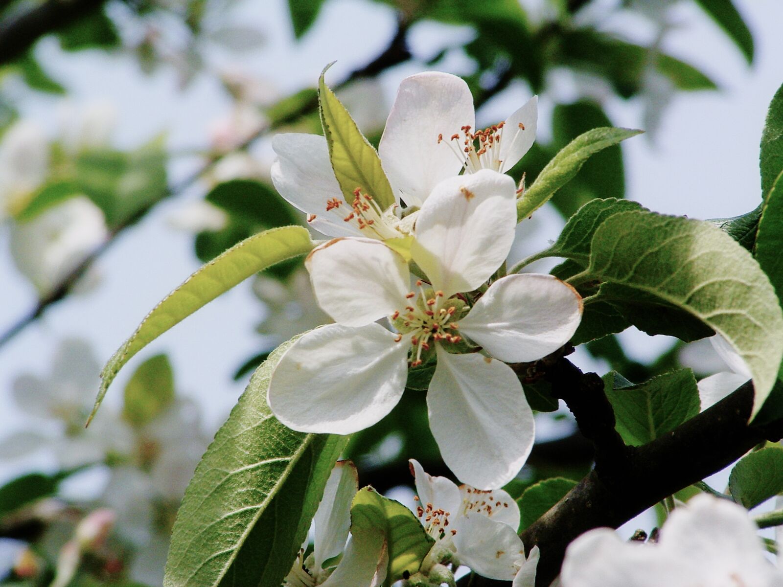 Fujifilm FinePix S304 sample photo. Apple, tree, blossom photography