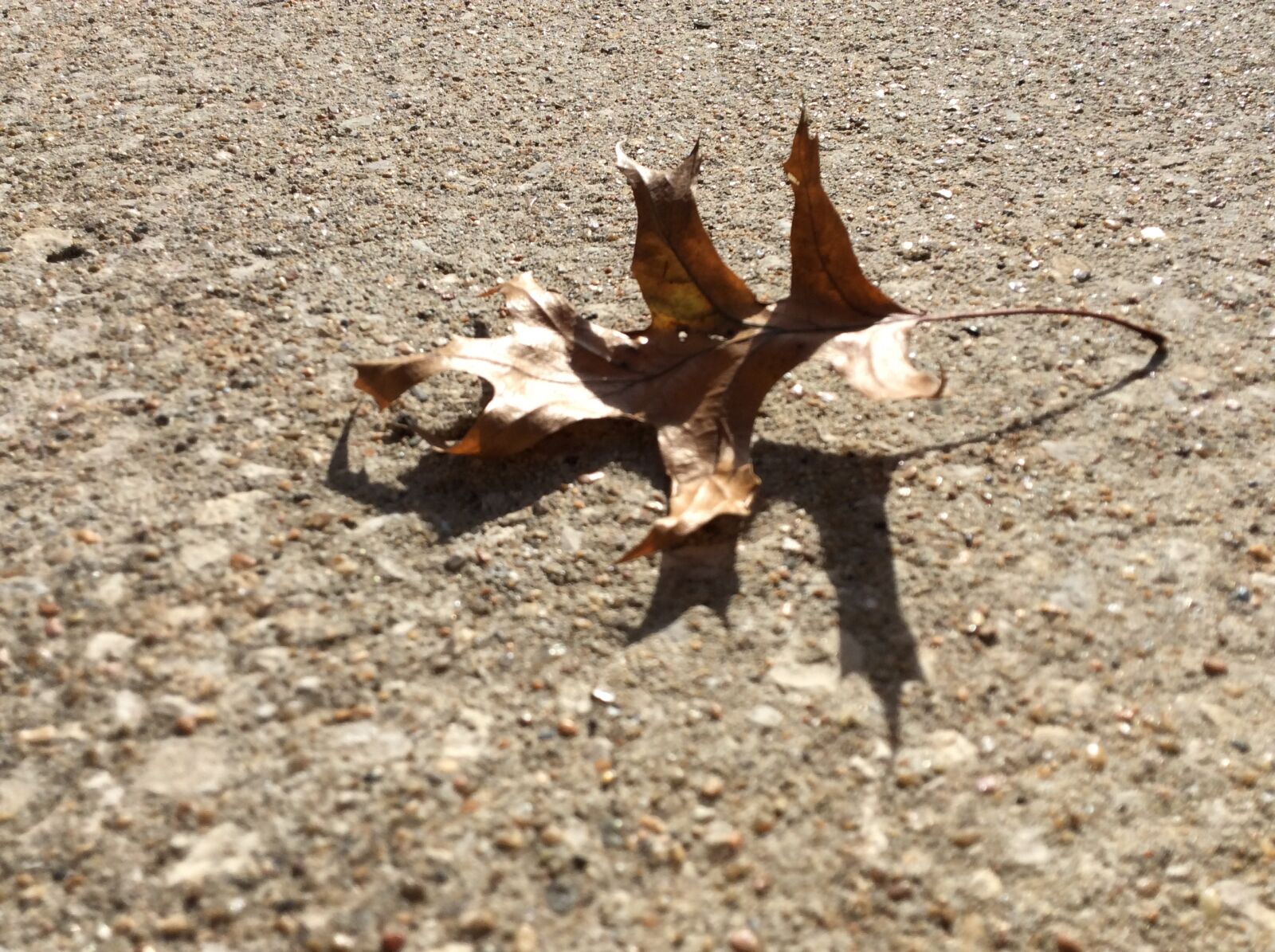 Apple iPad Air + iPad Air back camera 3.3mm f/2.4 sample photo. Autumn, leaf, dried, leaf photography