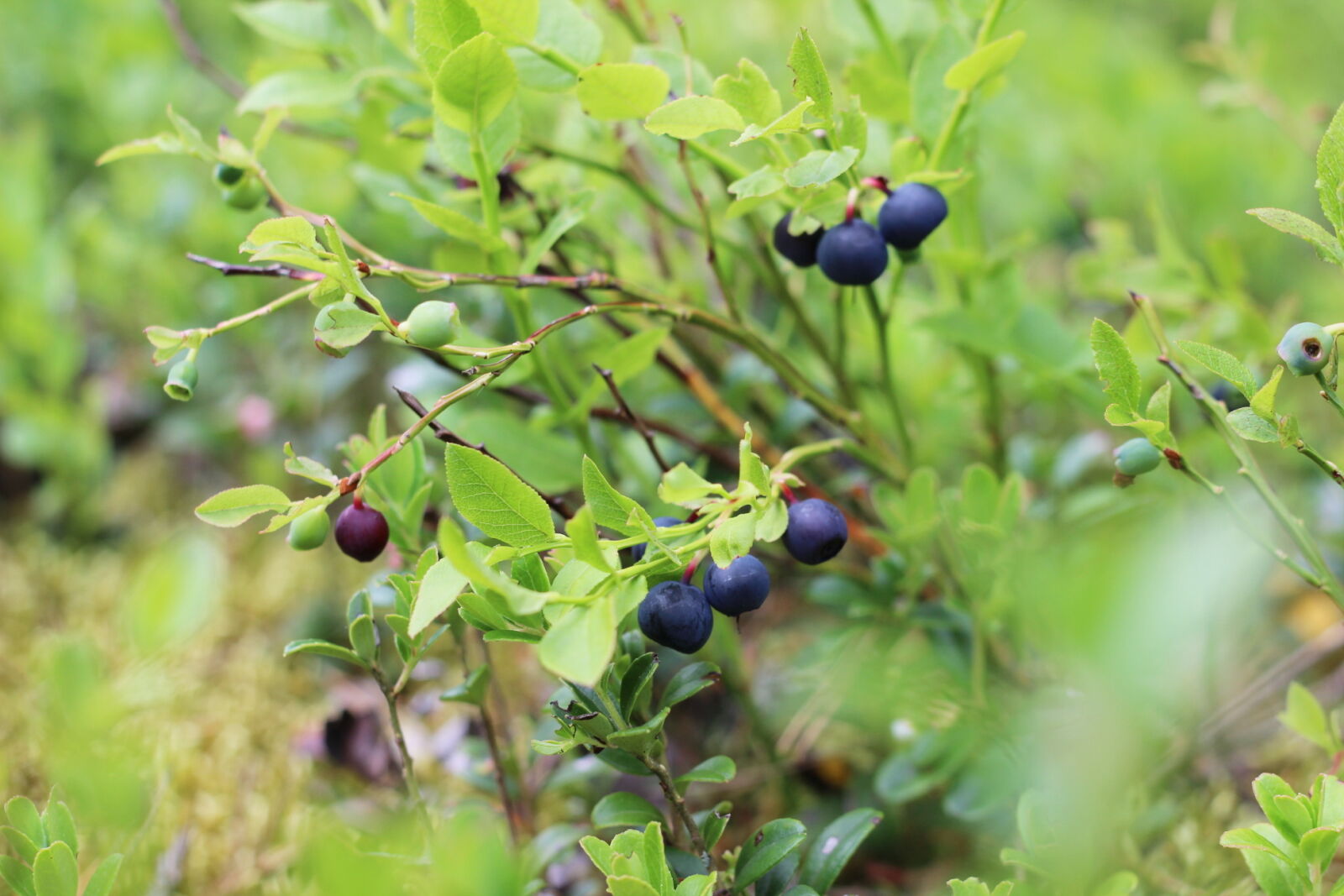 Canon EOS 600D (Rebel EOS T3i / EOS Kiss X5) + Canon EF 50mm F1.8 II sample photo. Berries, blueberries, fruit, summer photography