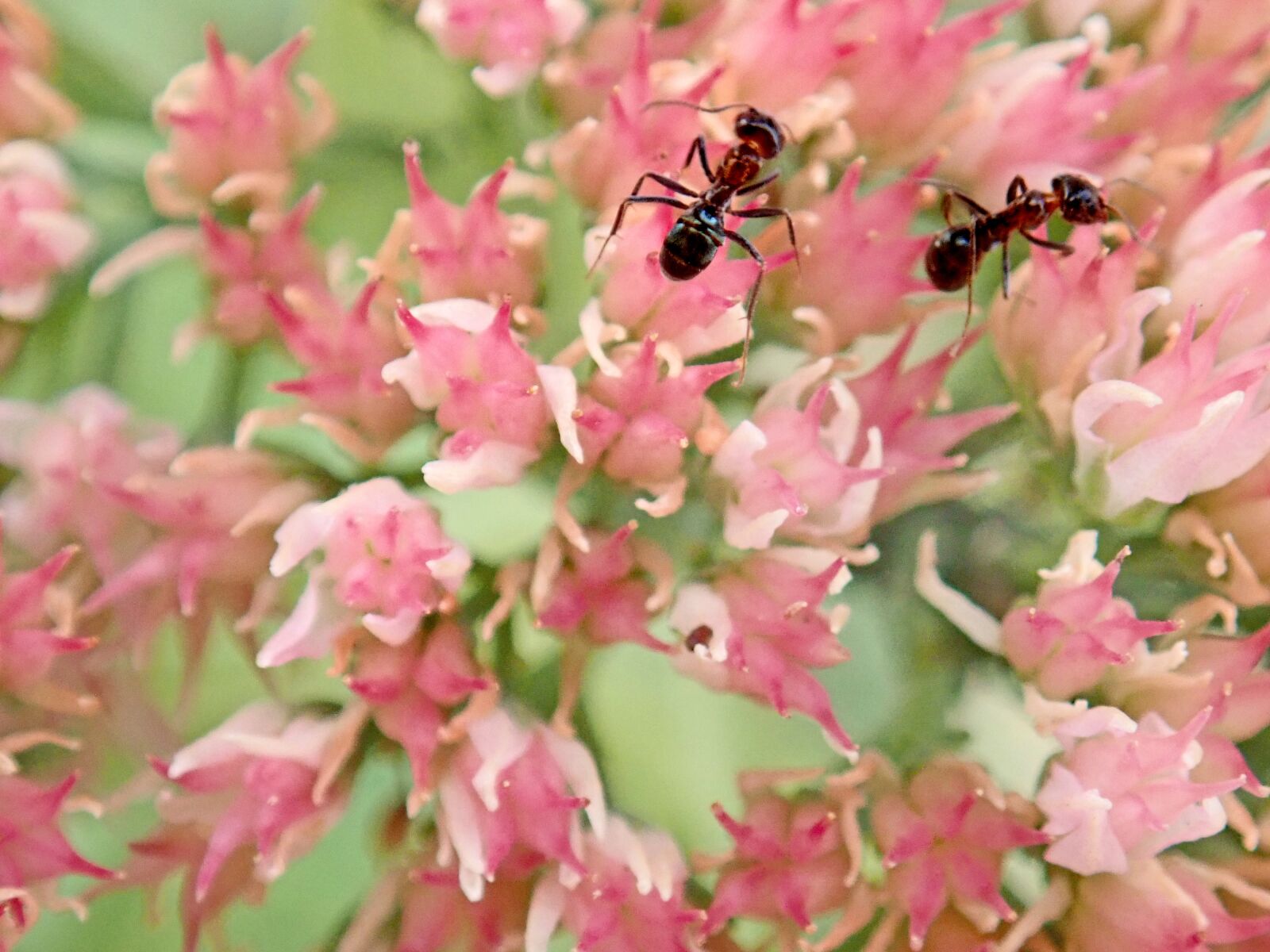 Olympus TG-5 sample photo. Ants, insects, flowers photography