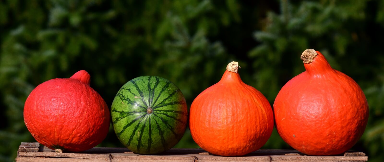 Nikon D3300 sample photo. Pumpkin, banner, nature photography