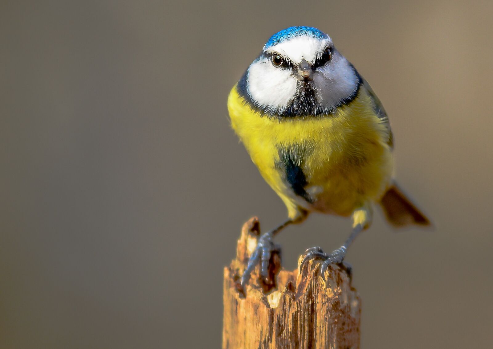 Nikon D7100 sample photo. Bird, wildlife, nature photography