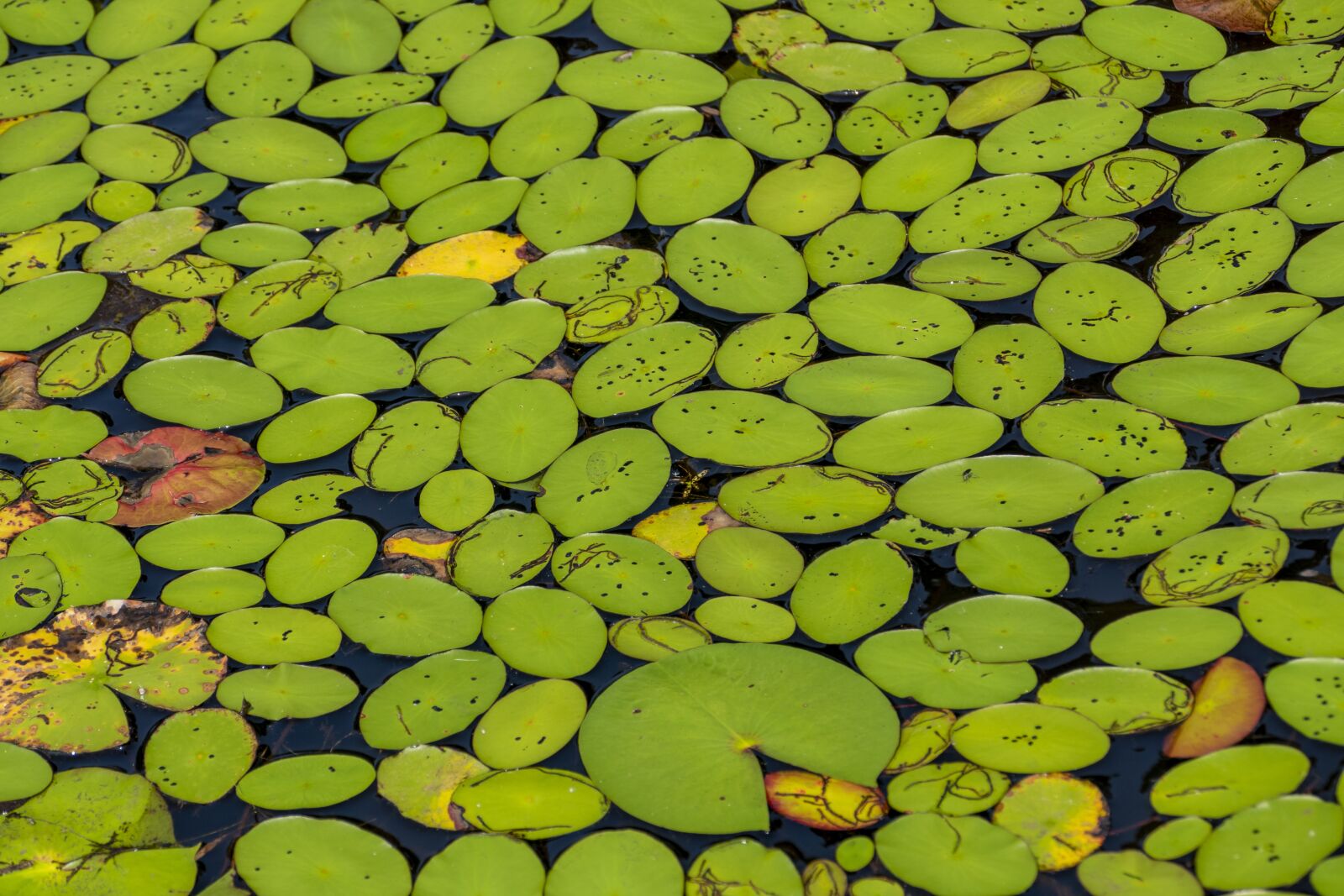 Panasonic Lumix DMC-FZ1000 sample photo. Lily pads, plant, pond photography