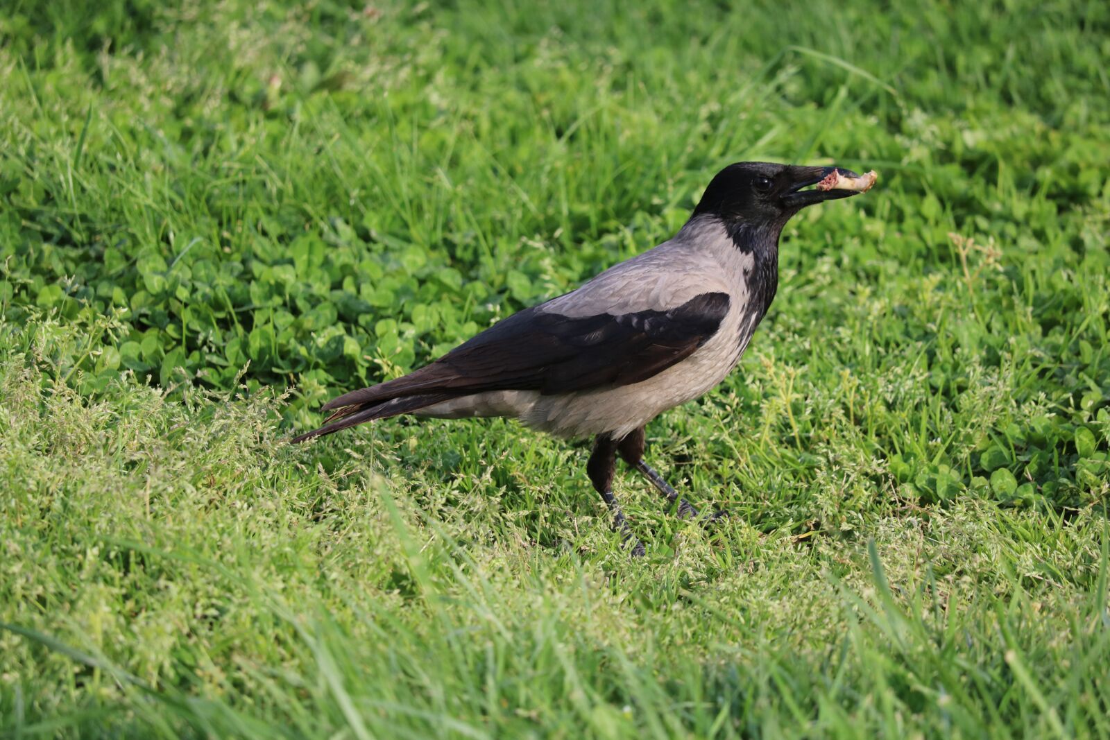 Canon EOS 750D (EOS Rebel T6i / EOS Kiss X8i) sample photo. Birds, nature, wildlife photography