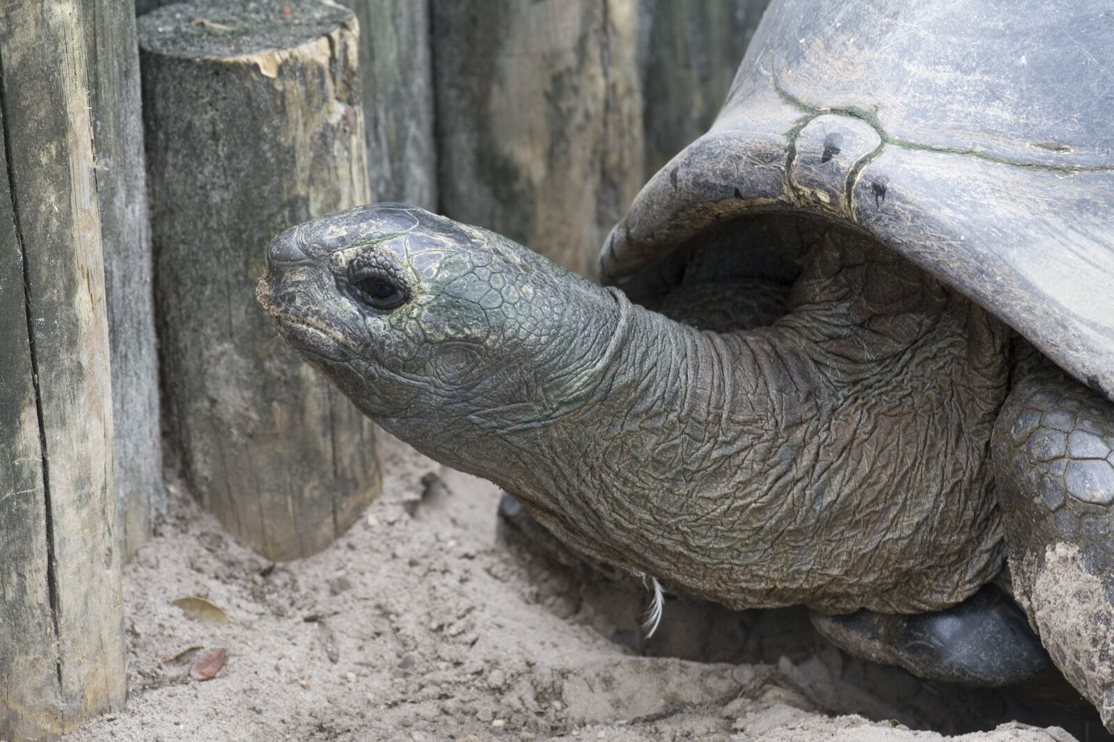 Canon EOS 400D (EOS Digital Rebel XTi / EOS Kiss Digital X) sample photo. Turtle, animal, tortoise photography