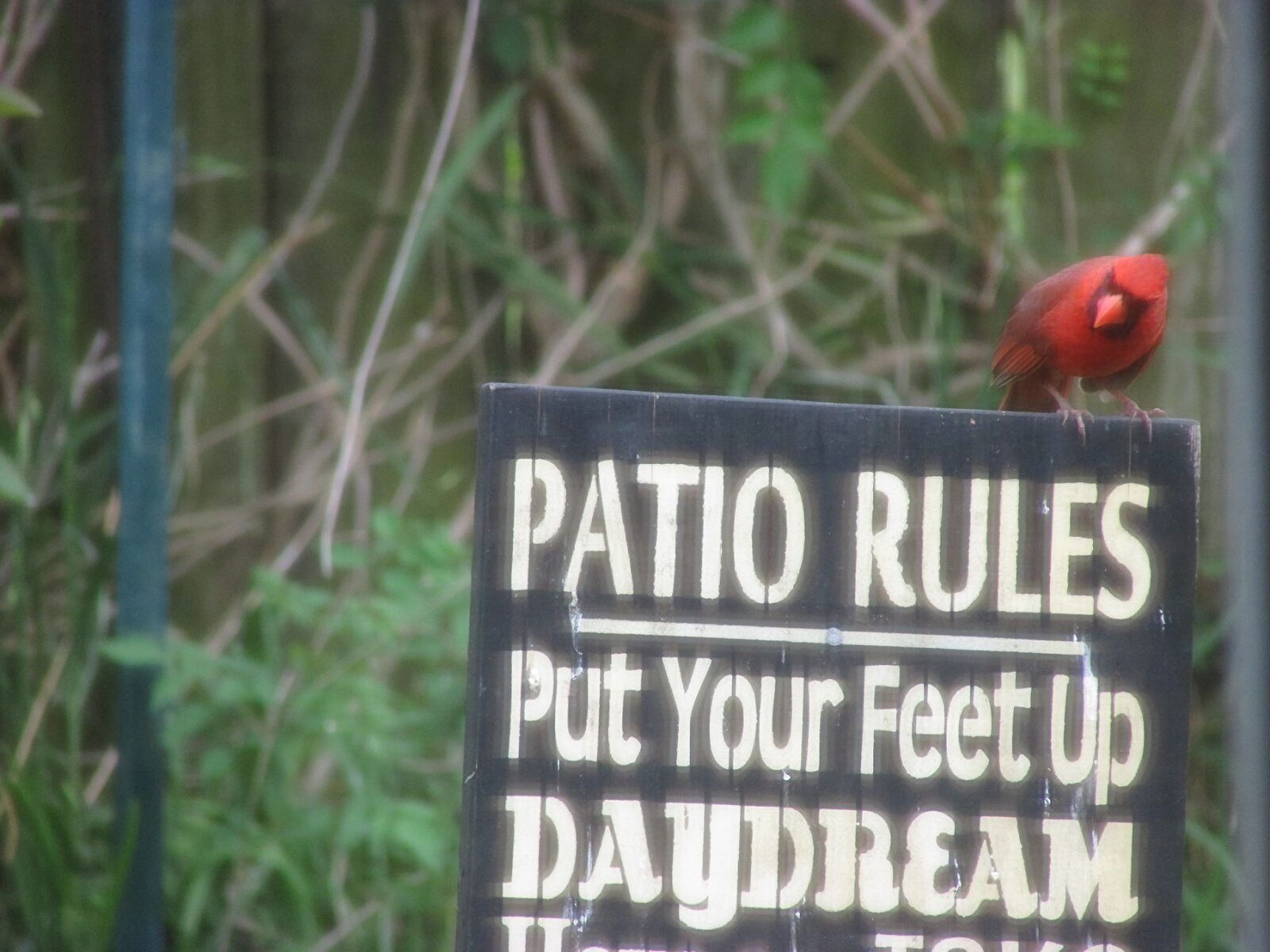 Canon PowerShot SX500 IS sample photo. Backyard, cardinal, patio, rules photography