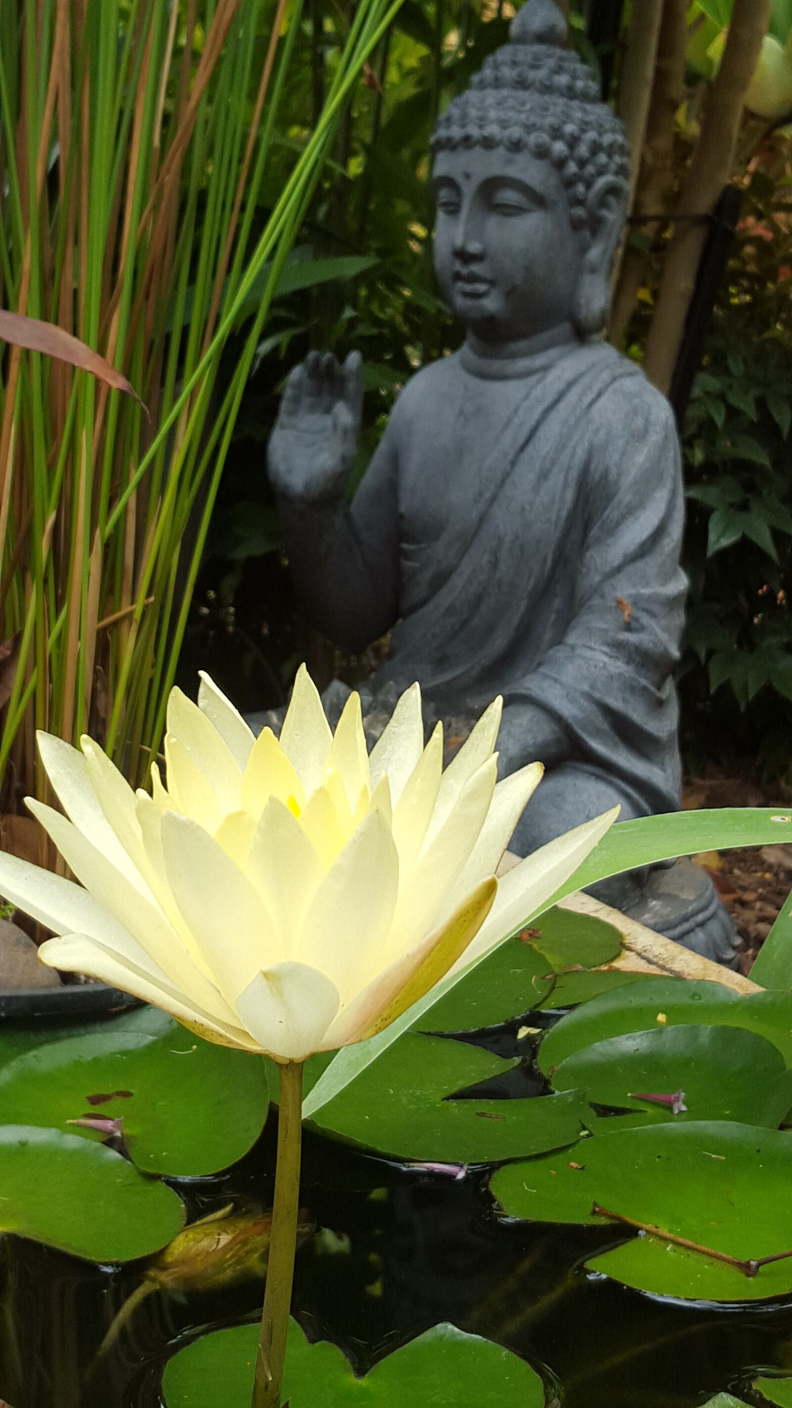 Samsung Galaxy S6 sample photo. Buddha, water, lily photography