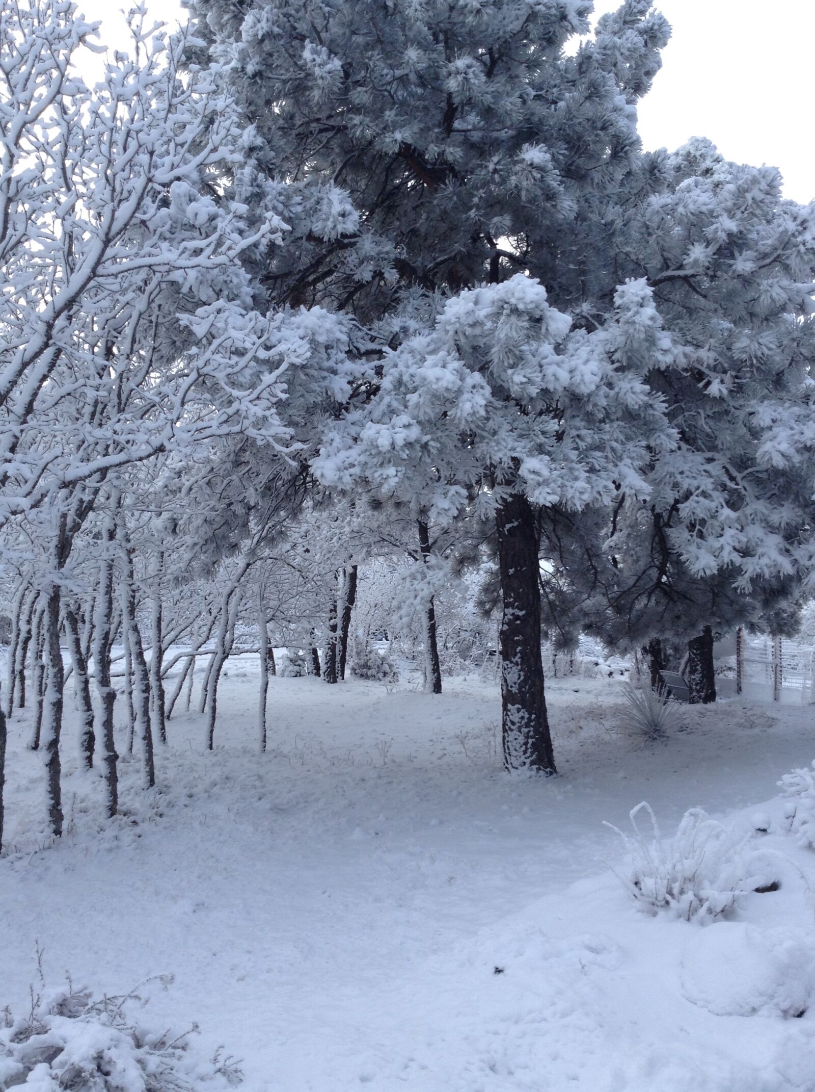 Apple iPad mini + iPad mini back camera 3.3mm f/2.4 sample photo. Snow, covered, trees photography