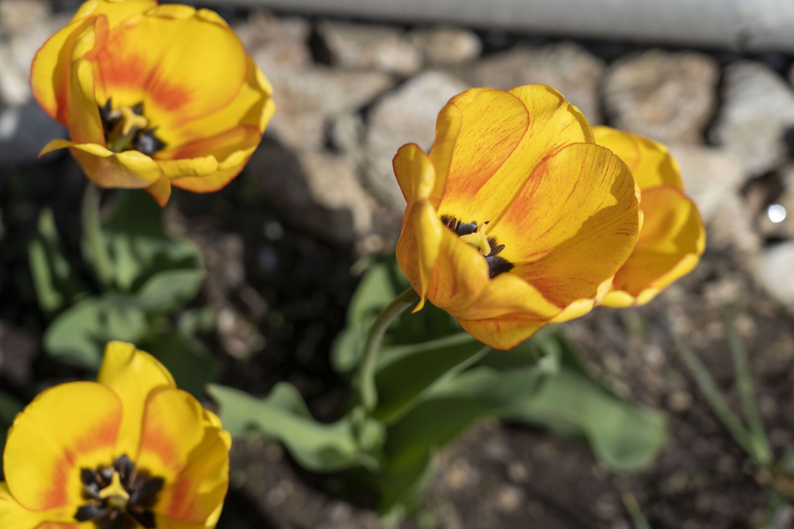 Sony FE 24-105mm F4 G OSS sample photo. Tulip, tulips, flower photography
