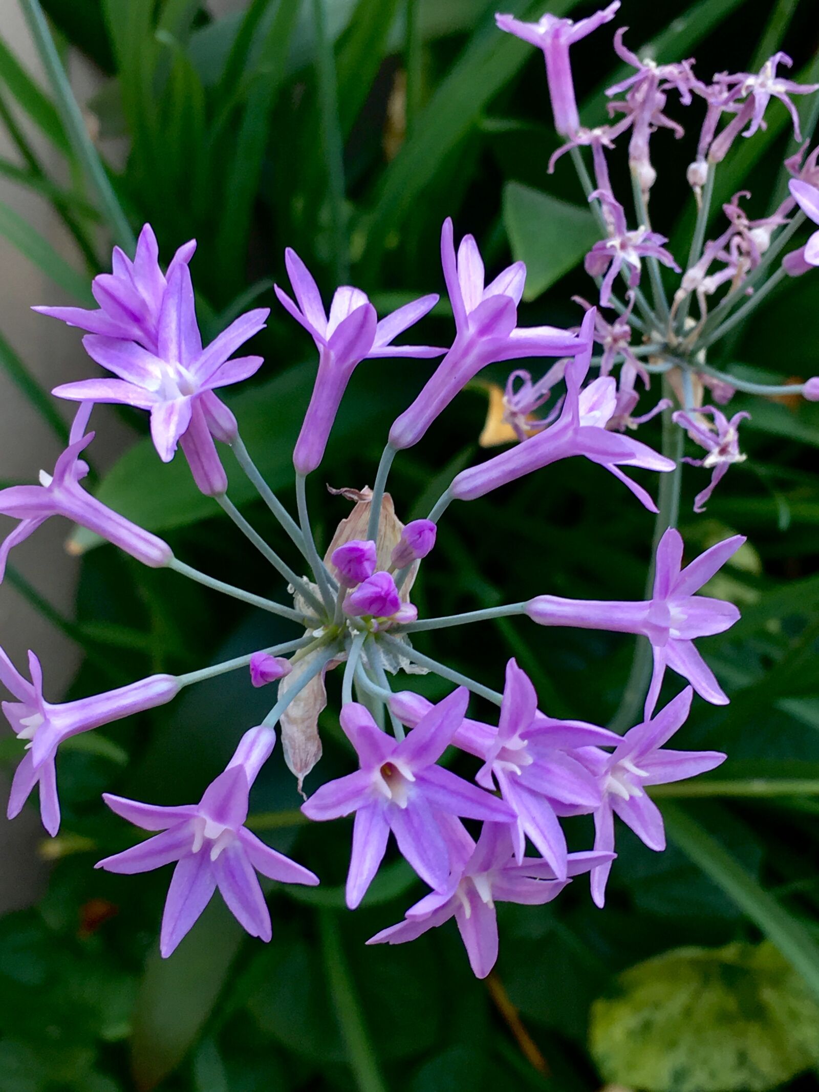 Apple iPhone 6s Plus sample photo. Small flowers, petals lilac photography