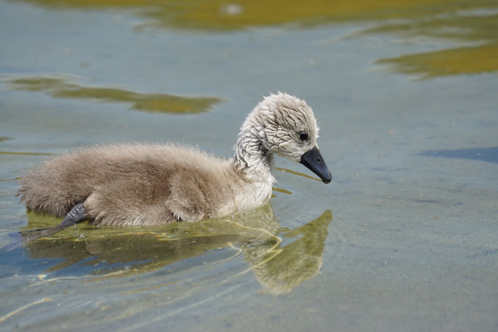 Sony ILCA-77M2 + Sony 70-400mm F4-5.6 G SSM sample photo. Mute swan, chicks, swan photography